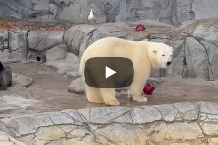 Blog - Polar Bear