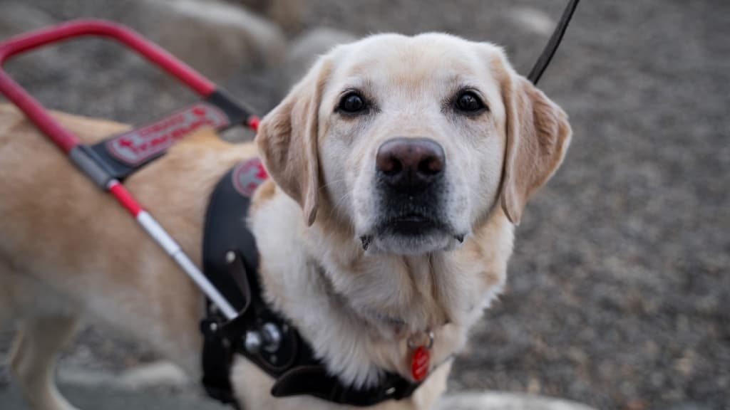 Close-up of a guide dog wearing red handle harness