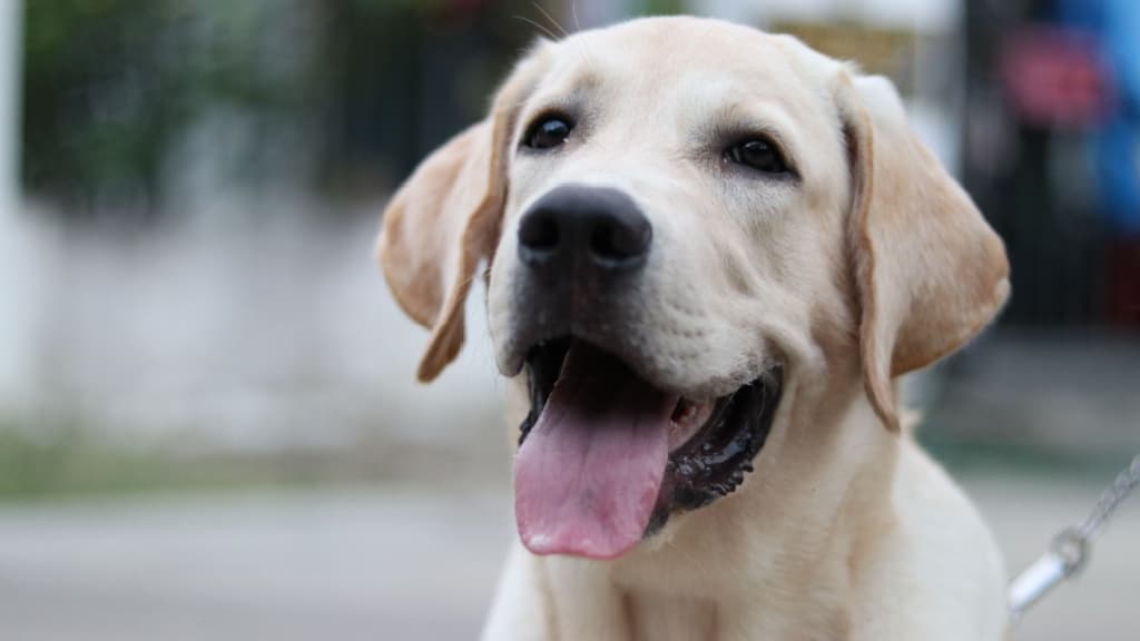 Close up of a labrador face