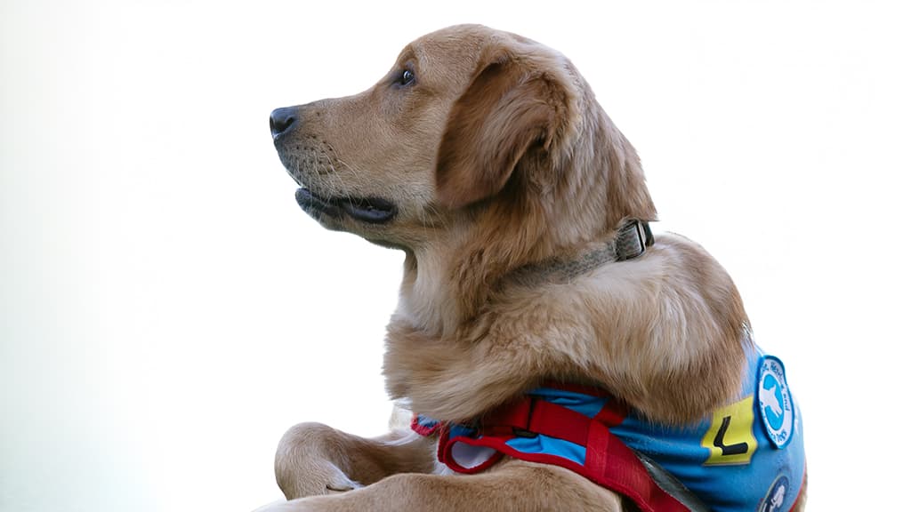 Assistance Dog 2